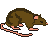 Rat