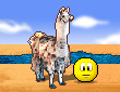 Lama